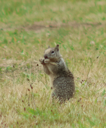 Douglas's Ground Squirrel observed by lcaroliney19