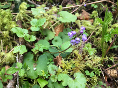 Veronica regina-nivalis