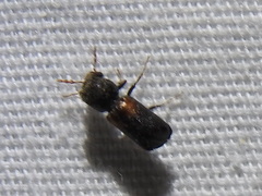 Xylobiops basilaris
