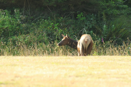 Roosevelt Elk observed by lcaroliney19