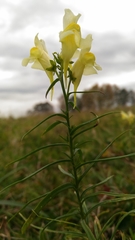 Linaria vulgaris