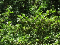 Phytolacca sandwicensis