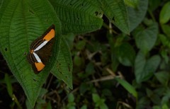 Adelpha cytherea cytherea