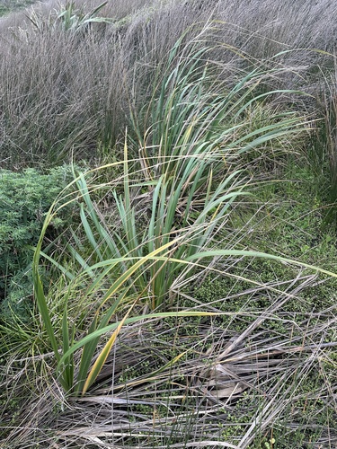 Austroderia splendens, 2026-07-18