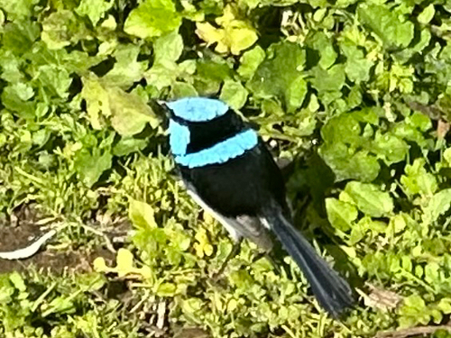 Superb Fairywren