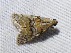 Pococera texanella