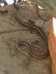 Masticophis lateralis lateralis