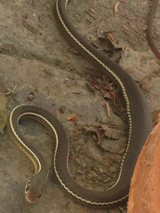 Masticophis lateralis lateralis