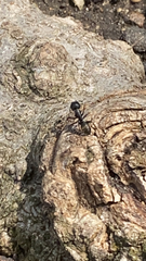 Camponotus pennsylvanicus