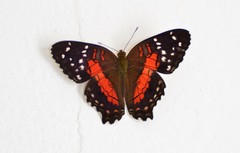Anartia amathea amathea