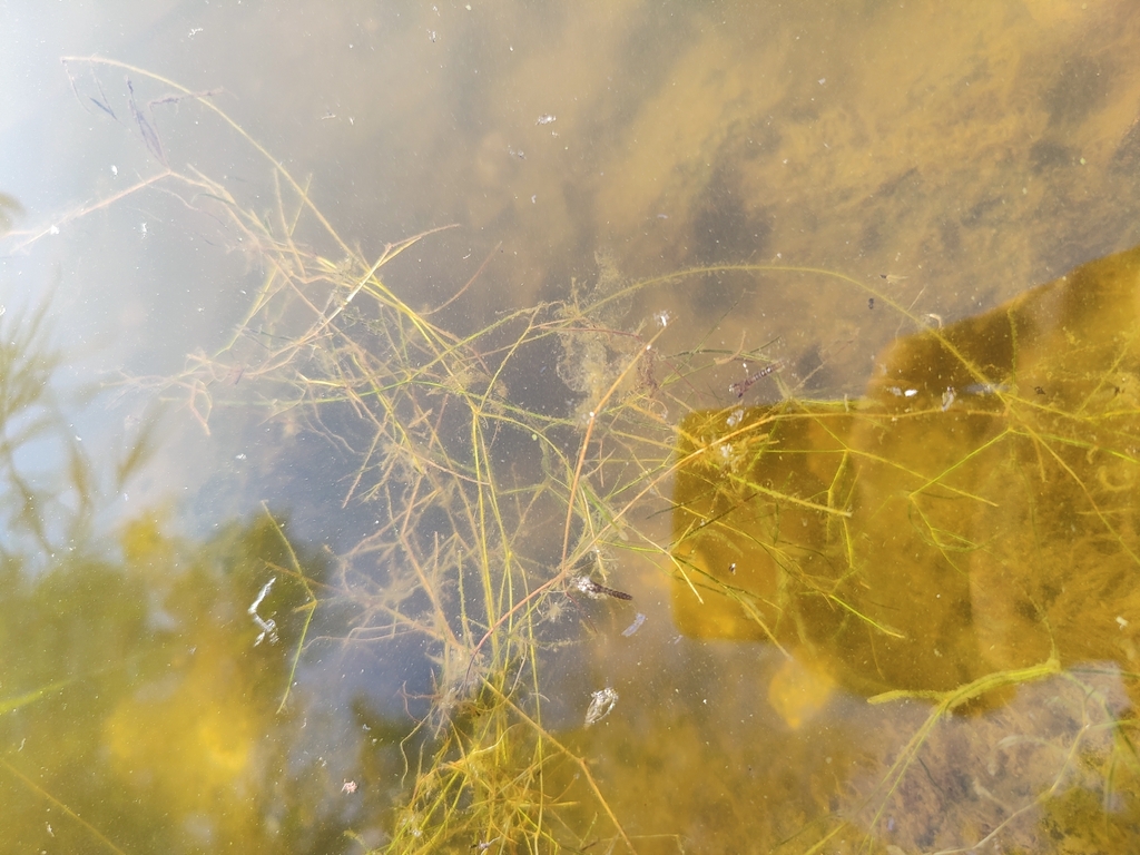 Potamogeton trichoides; photograph (c) carnifex, some rights reserved (CC BY)