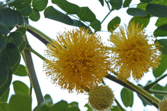 Leucaena retusa