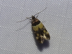 Triclonella determinatella