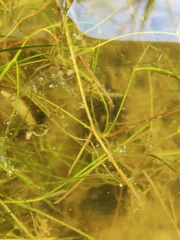 (c) carnifex, some rights reserved (CC BY) Potamogeton trichoides, photograph (c) carnifex, some rights reserved (CC BY)