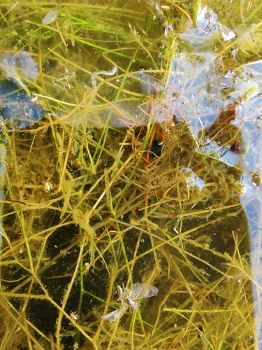 Potamogeton trichoides, photograph 2