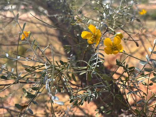 Senna glutinosa luerssenii