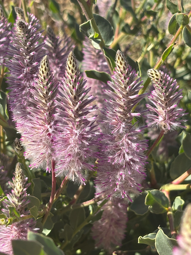 Pink Mulla Mulla
