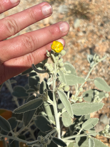 Sida echinocarpa