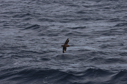 iNaturalist image