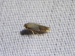 Nepticuloidea