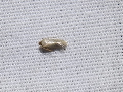 Nepticuloidea