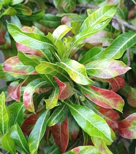 Dodonaea viscosa observed 2026-07-17
