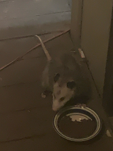 Virginia Opossum observed by bradwarren