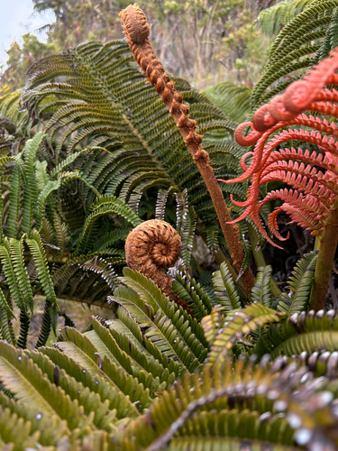 Sadleria cyatheoides observed 2026-07-17