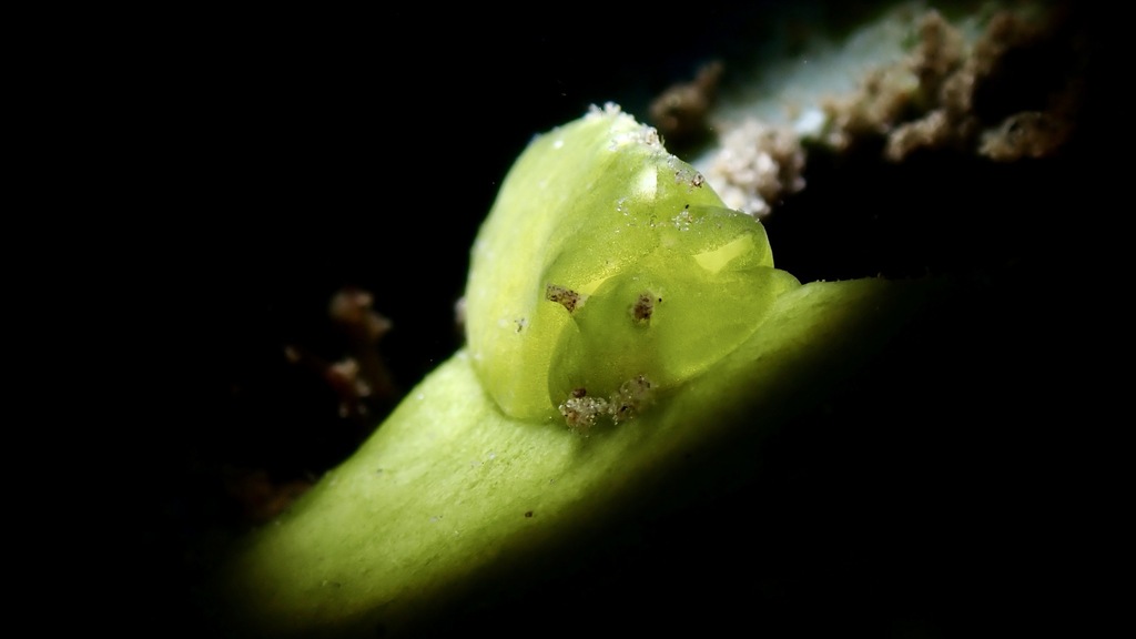 Halimeda Taco Slug