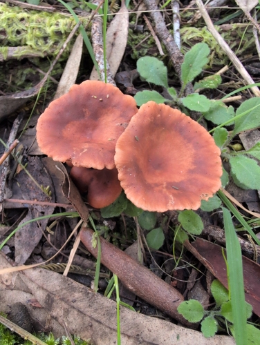 Lactarius eucalypti