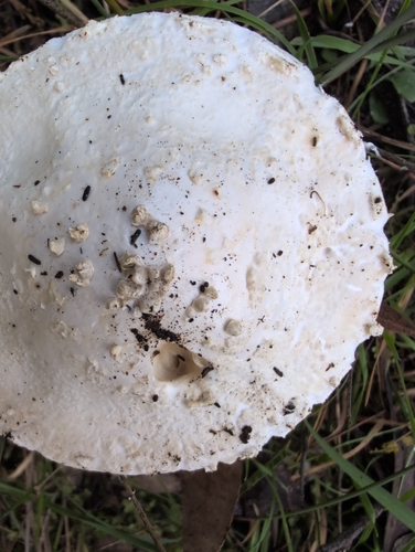 Australian Flour Lepidella