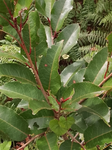 Pygeum observed 2026-07-18