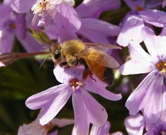 Apis mellifera