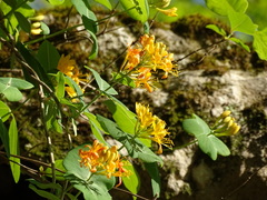 Lonicera flava