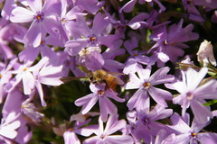 Apis mellifera