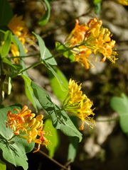 Lonicera flava