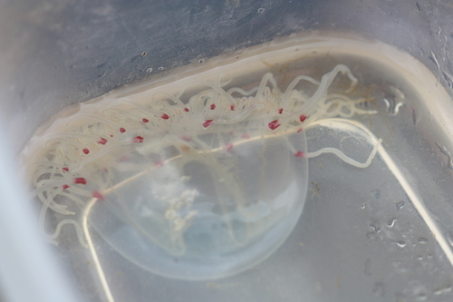 Scrippsia pacifica