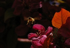 Apis mellifera