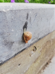 Helicoidea