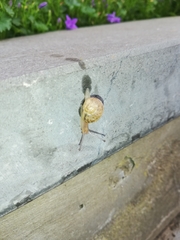 Helicoidea