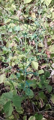 author not stated, no rights reserved Euphorbia esula, photograph author not stated, no rights reserved