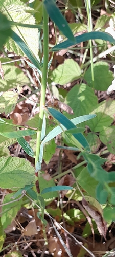 Euphorbia esula, photograph 6