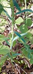 Euphorbia esula, photograph author not stated, no rights reserved