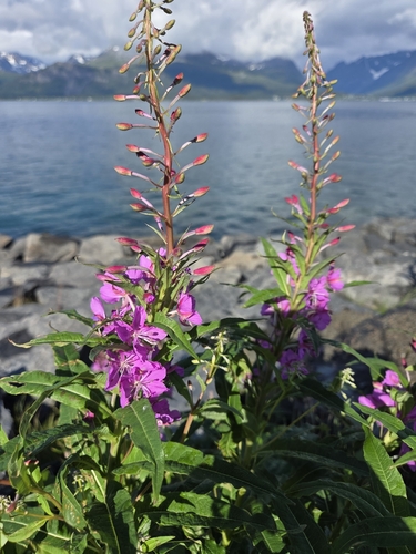 fireweed