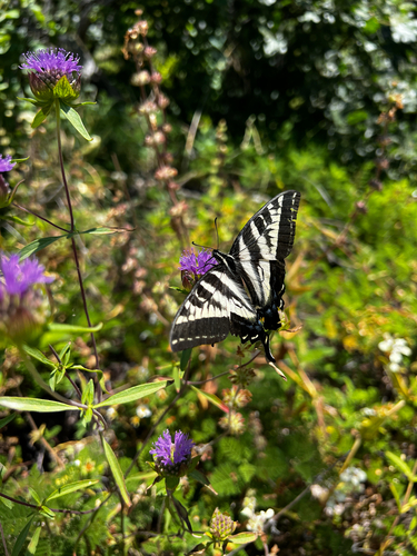 iNaturalist observation photo of Pale Swallowtail
