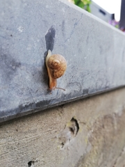 Helicoidea