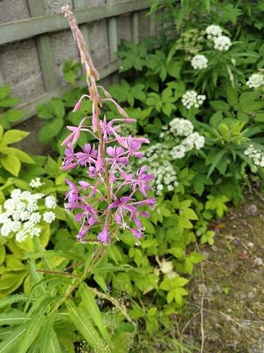 fireweed