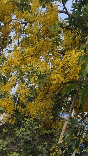 Golden Shower Tree