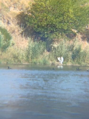 Great Egret