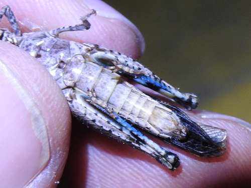 Southwestern Dusky Grasshopper photo 2
